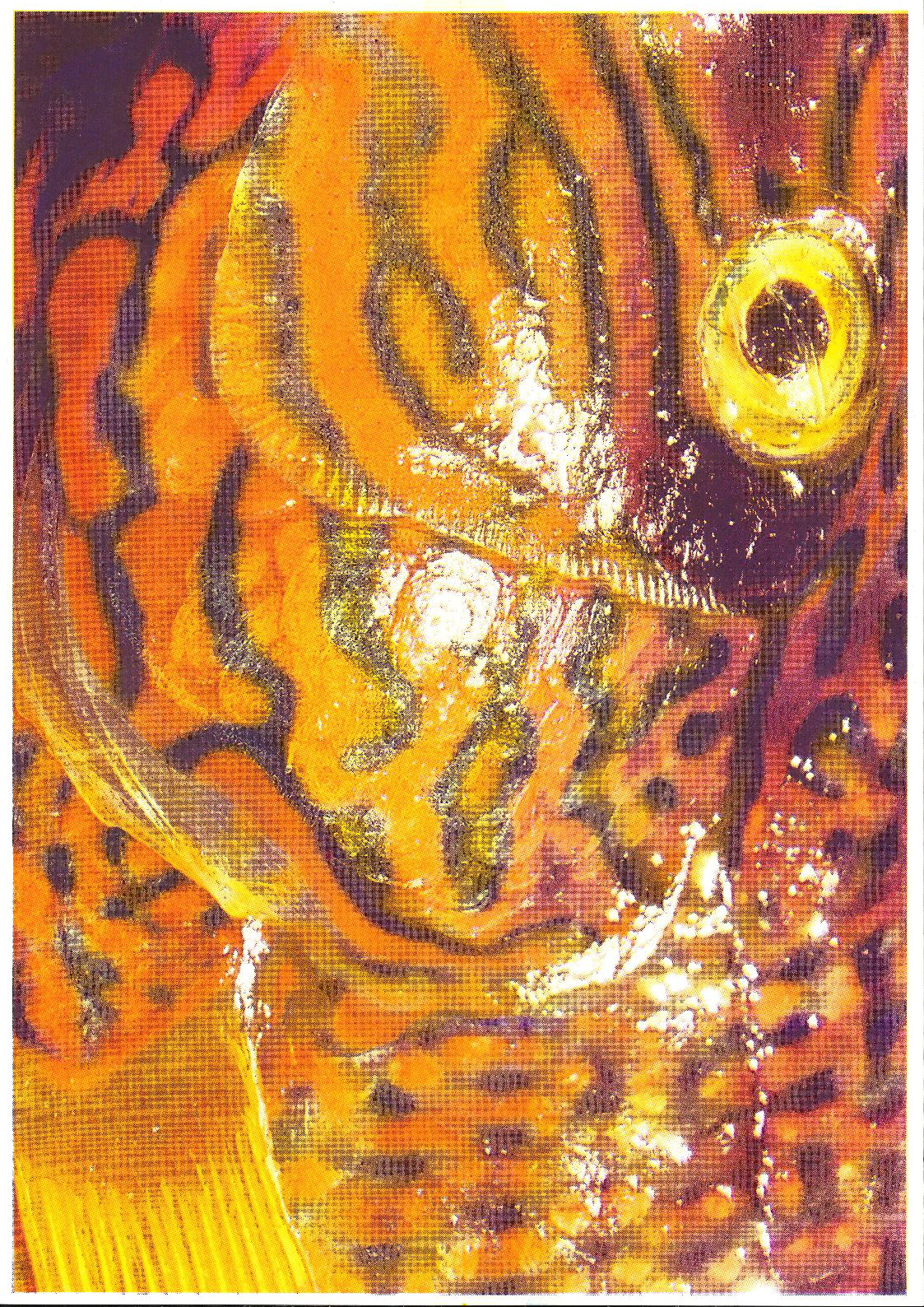 Image One